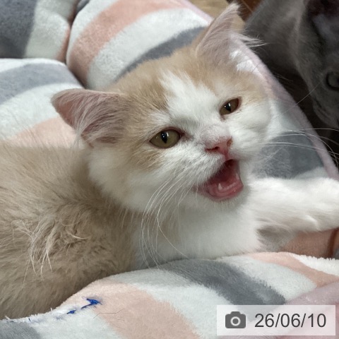ミヌエットの写真