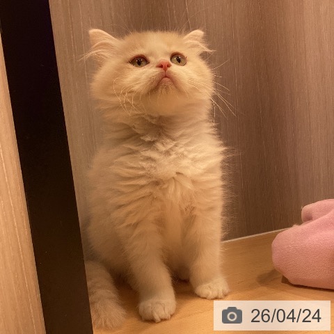 ミヌエットの写真