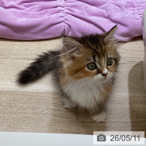 ミヌエットの写真