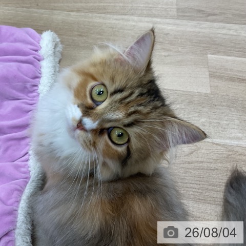 ミヌエットの写真