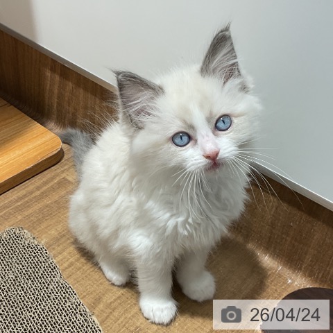 東京都のラグドール (ペッツワン 青梅インター店/2026年2月18日生まれ/男の子/ブルーポイントバイカラー)の子猫の4枚目の画像