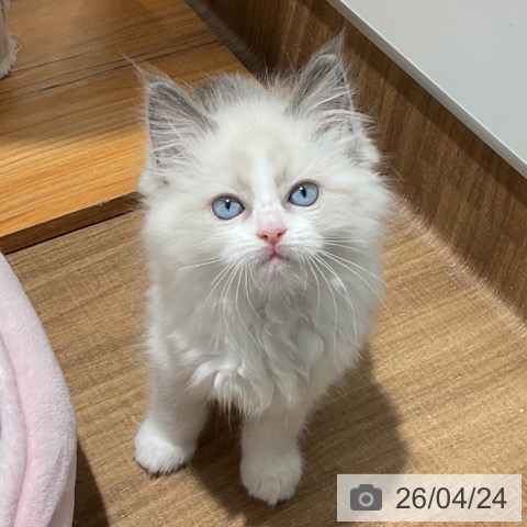 東京都のラグドール (ペッツワン 青梅インター店/2026年2月18日生まれ/男の子/ブルーポイントバイカラー)の子猫の3枚目の画像