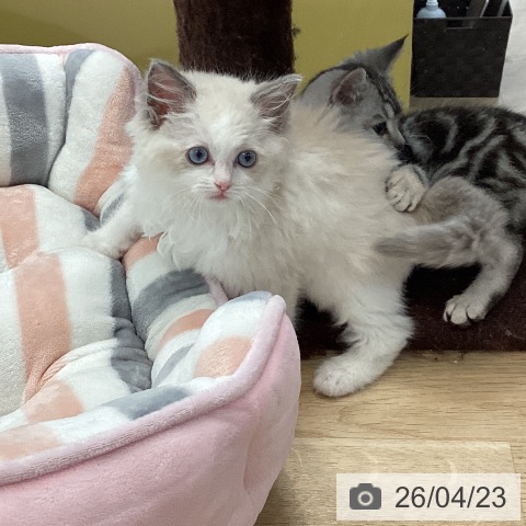 ラグドールの写真