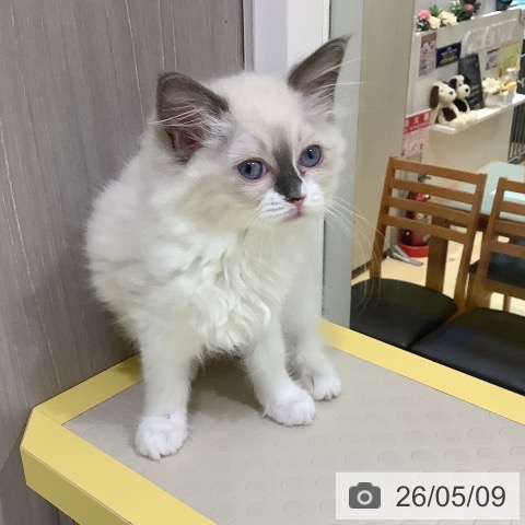 長野県のラグドール (ペットプラス 松本店/2026年2月18日生まれ/女の子/ブルーポイントミテッド)の子猫の3枚目の画像