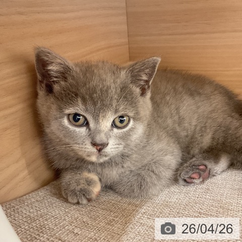 ブリティッシュショートヘアの写真