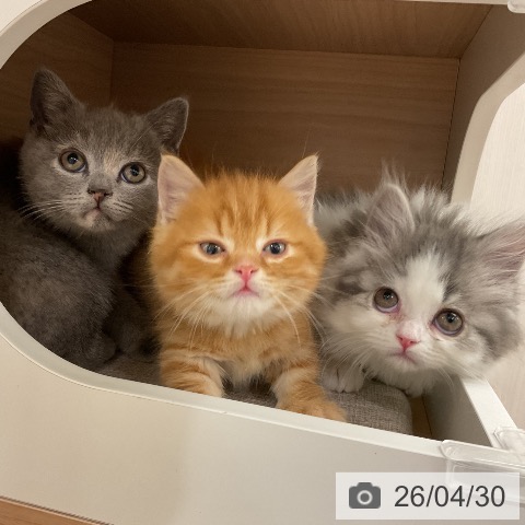 神奈川県のブリティッシュショートヘアー (ペットプラス モザイクモール港北店/2026年2月12日生まれ/女の子/ブルークリーム)の子猫の3枚目の画像