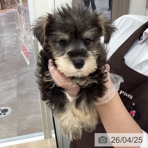 宮城県のミニチュアシュナウザー (ペットプラス 名取店/2026年2月19日生まれ/男の子/ソルトペッパー)の子犬の3枚目の画像