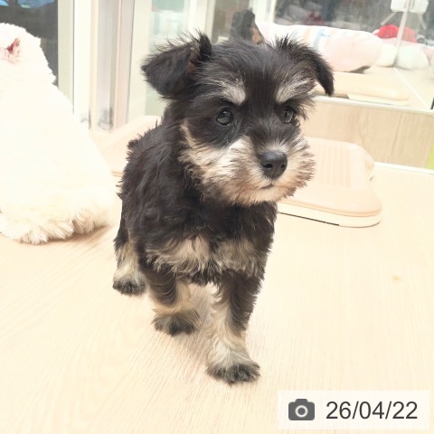 ミニチュア・シュナウザーの写真