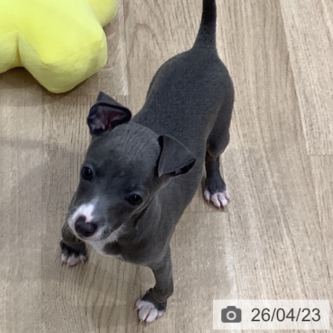 イタリアン・グレーハウンドの写真