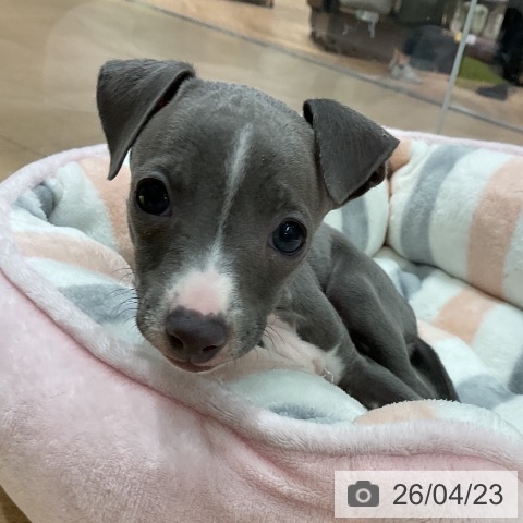 イタリアン・グレーハウンドの写真