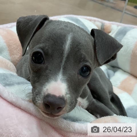 イタリアン・グレーハウンドの写真