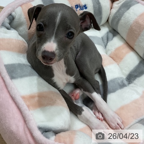 イタリアン・グレーハウンドの写真