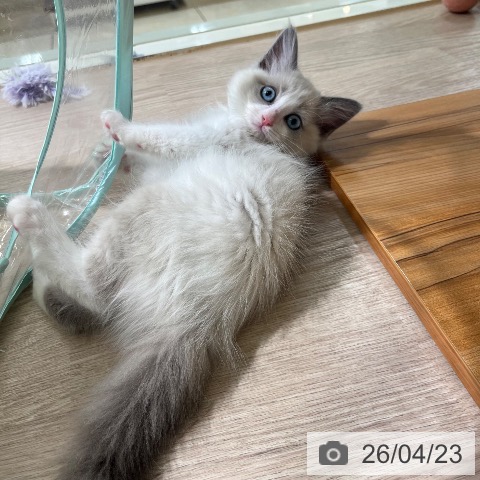 ラグドールの写真