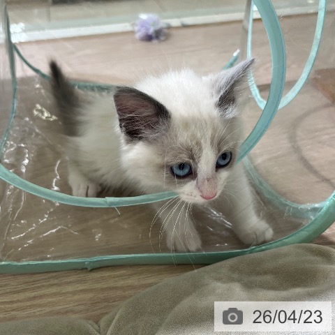 ラグドールの写真