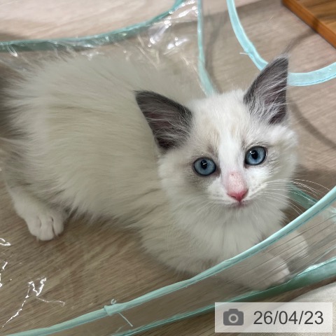 ラグドールの写真