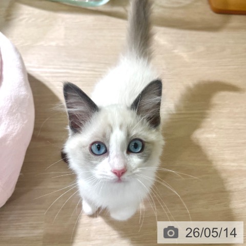 東京都のラグドール (ペットプラス 板橋店/2026年2月6日生まれ/女の子/ブルーポイントバイカラー)の子猫の4枚目の画像