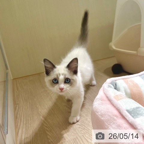 東京都のラグドール (ペットプラス 板橋店/2026年2月6日生まれ/女の子/ブルーポイントバイカラー)の子猫の3枚目の画像