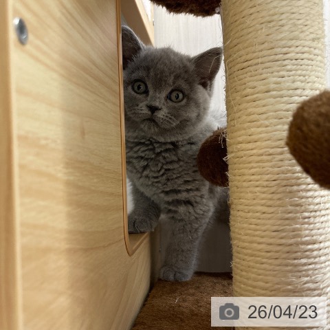 ブリティッシュショートヘアの写真