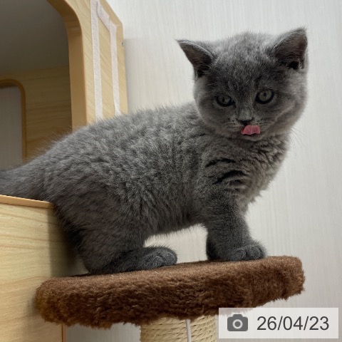 ブリティッシュショートヘアの写真