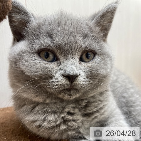 長野県のブリティッシュショートヘアー (ペットプラス 須坂店/2026年2月16日生まれ/女の子/ブルー)の子猫の3枚目の画像