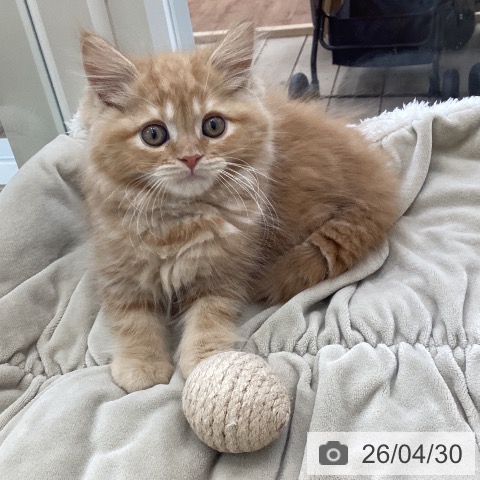 山梨県のマンチカン (ペットプラス 甲府国母店/2026年2月17日生まれ/男の子/レッドタビー)の子猫の4枚目の画像