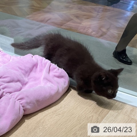 マンチカンの写真