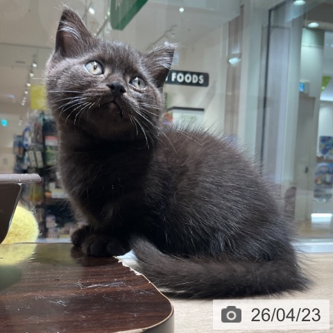 マンチカンの写真