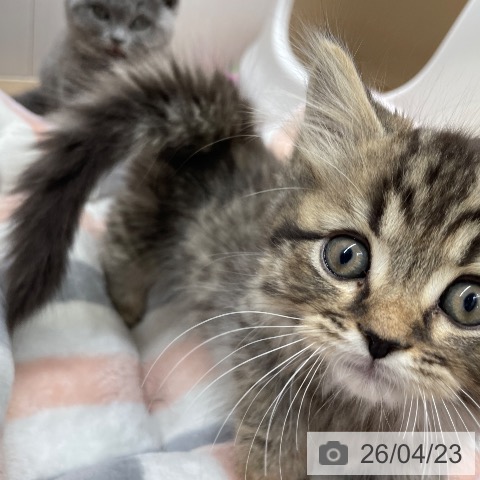 マンチカンの写真