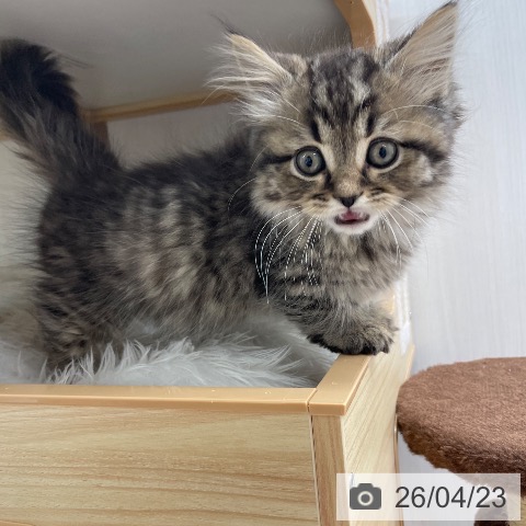 マンチカンの写真