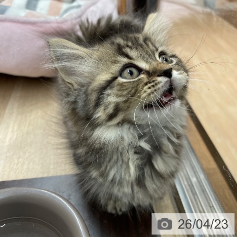 マンチカンの写真