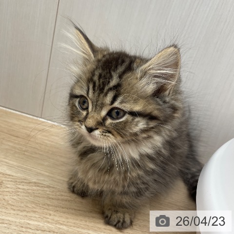 マンチカンの写真