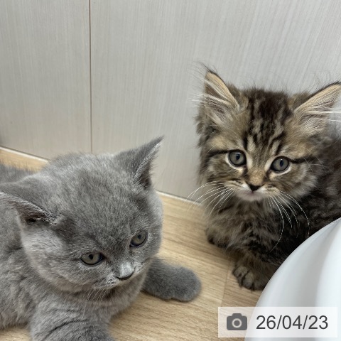 マンチカンの写真