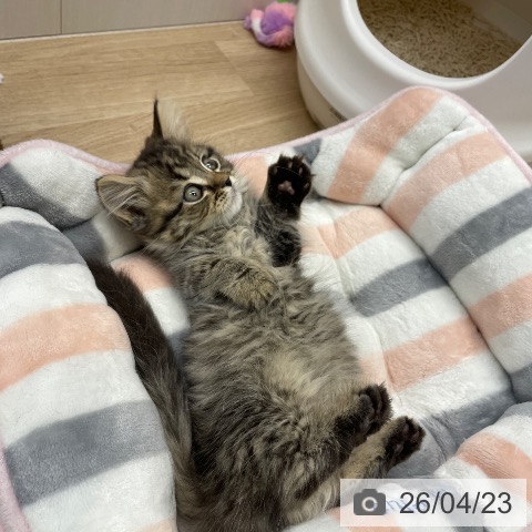 マンチカンの写真