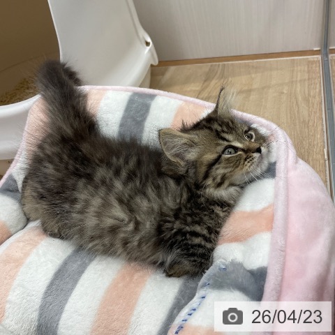 マンチカンの写真