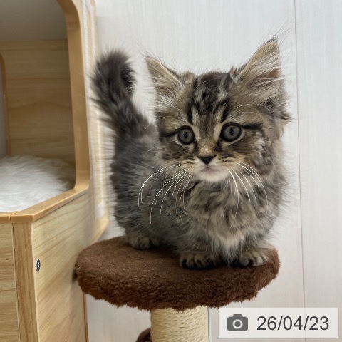 マンチカンの写真