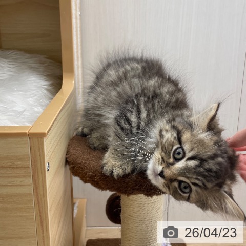 マンチカンの写真