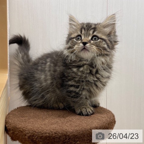 マンチカンの写真