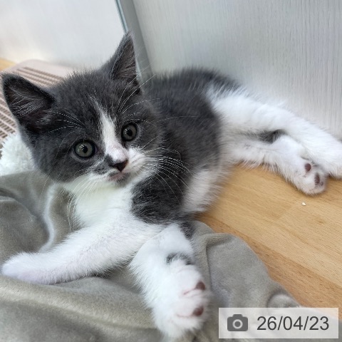 ブリティッシュショートヘアの写真