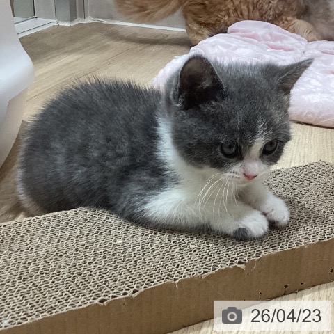 ブリティッシュショートヘアの写真