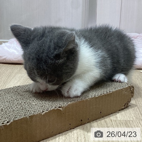 ブリティッシュショートヘアの写真