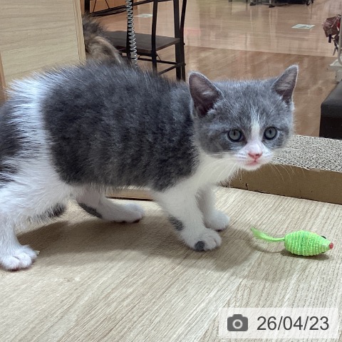 ブリティッシュショートヘアの写真