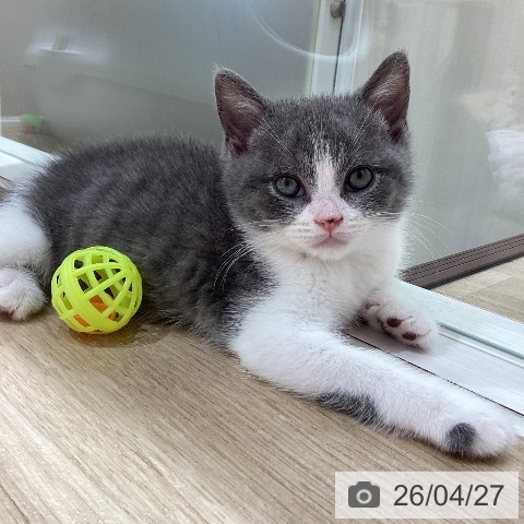 埼玉県のブリティッシュショートヘアー (ペットプラス ピオニウォーク東松山店/2026年2月19日生まれ/男の子/ブルーホワイト)の子猫の3枚目の画像