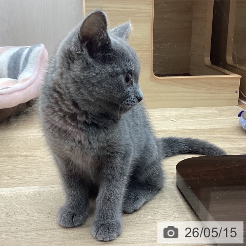 宮城県のブリティッシュショートヘアー (ペットプラス 名取店/2026年2月18日生まれ/女の子/ブルー)の子猫の4枚目の画像