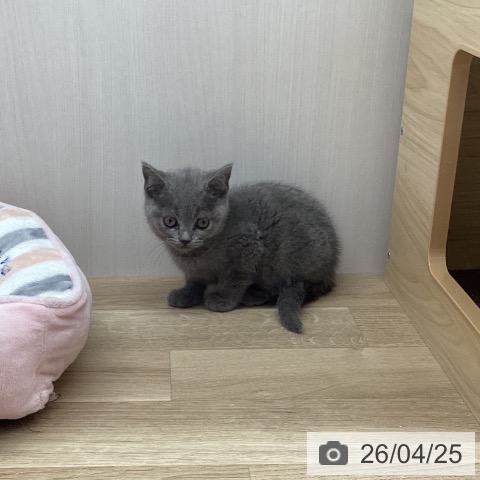 ブリティッシュショートヘアの写真