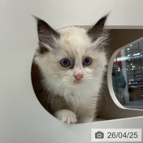 ラグドールの写真