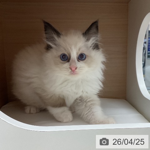 ラグドールの写真