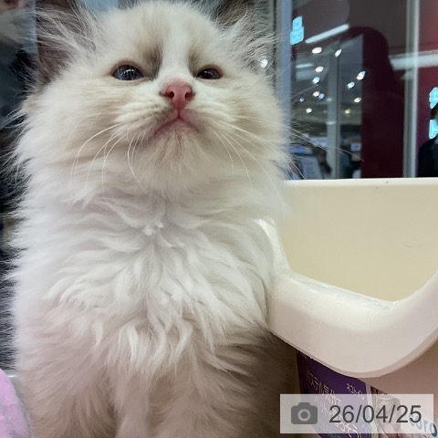 ラグドールの写真