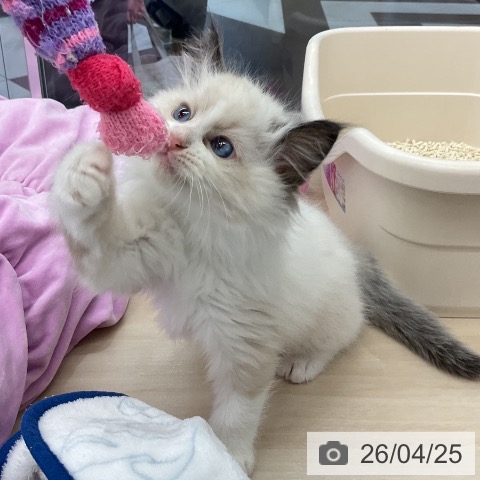 ラグドールの写真