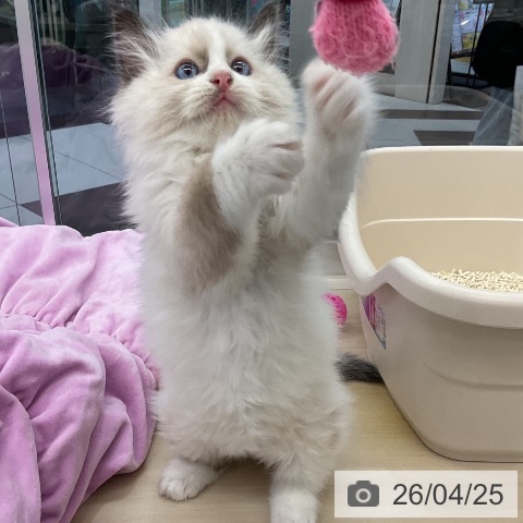 ラグドールの写真