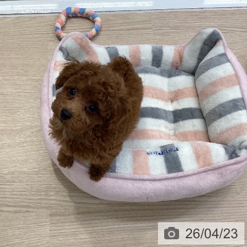 トイ・プードルの写真